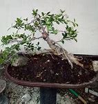 Harga Bonsai Beringin Kimeng